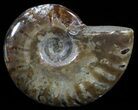 Flashy Red Iridescent Ammonite - Wide #52343-1